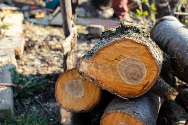 Best Arborist Consultation Services  in USA